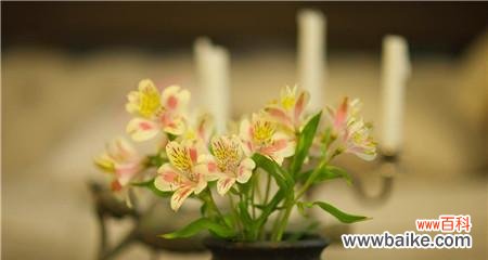 水仙和艾草的花语分别代表什么含义?