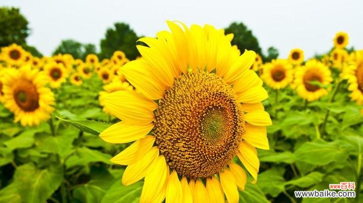 探究太阳花所代表的情感与价值 太阳花花语的深刻寓意