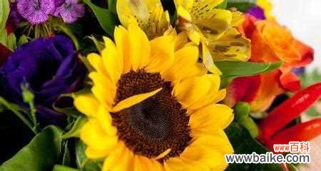 探究太阳花所代表的情感与价值 太阳花花语的深刻寓意