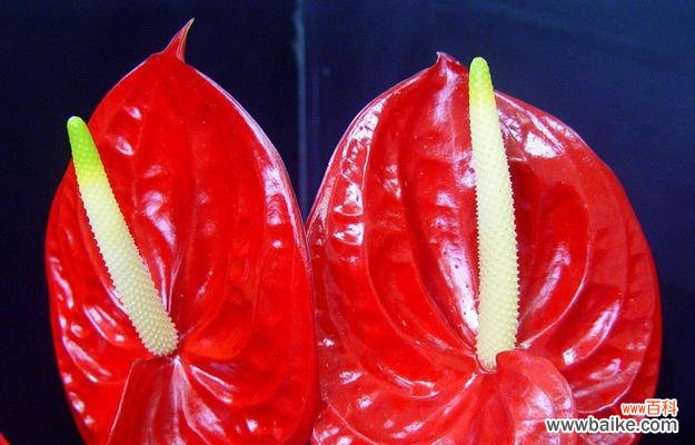 探究红掌花在不同文化中的象征意义 红掌花语的深刻含义