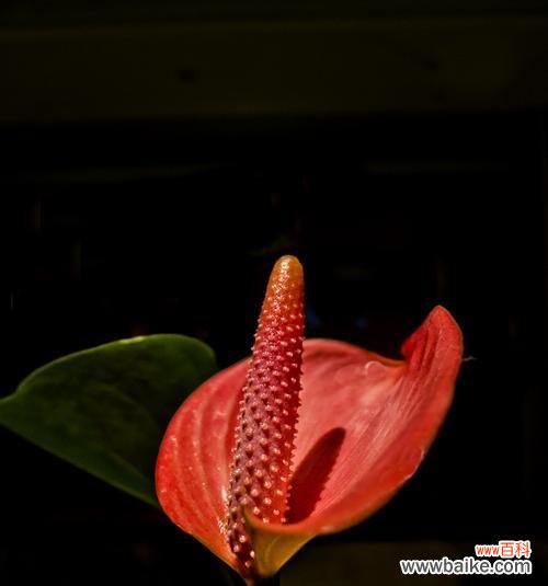 探究红掌花在不同文化中的象征意义 红掌花语的深刻含义