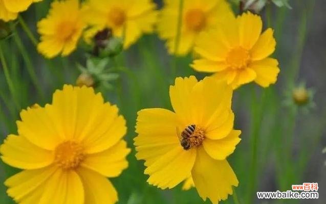 了解金鸡菊花语，传递不同的情感 金鸡菊的花语与象征