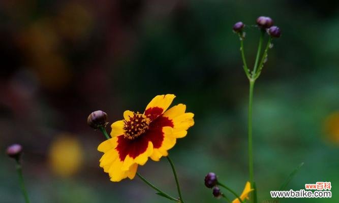 了解金鸡菊花语，传递不同的情感 金鸡菊的花语与象征