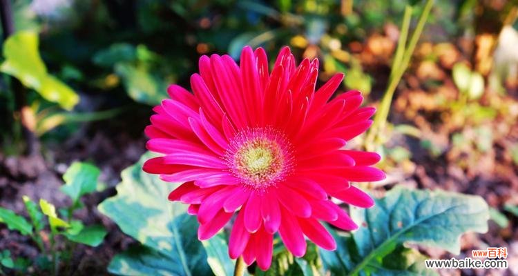 探寻扶郎花的丰富内涵 扶郎花的花语