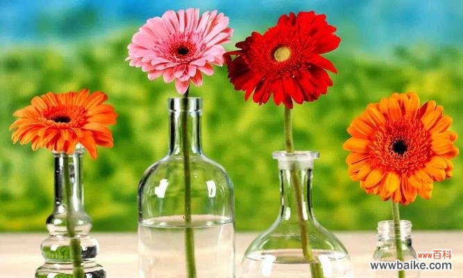 探寻扶郎花的丰富内涵 扶郎花的花语