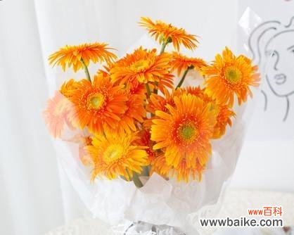 探寻扶郎花的丰富内涵 扶郎花的花语