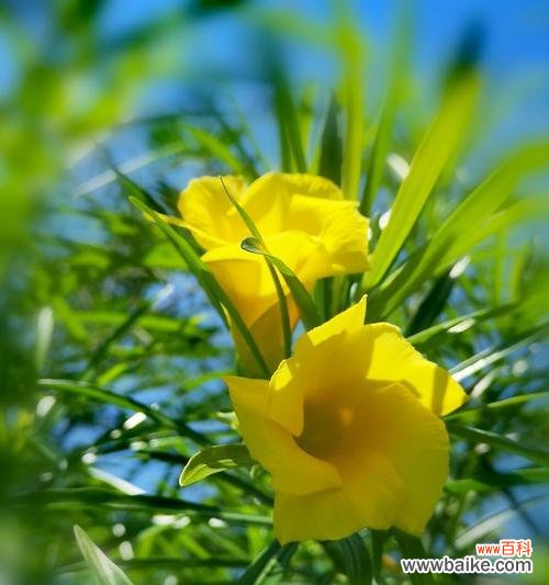 探秘夹竹桃花的神秘语言 夹竹桃花语的含义