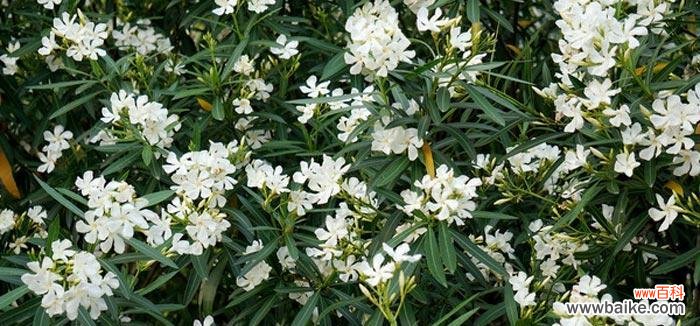 探秘夹竹桃花的神秘语言 夹竹桃花语的含义