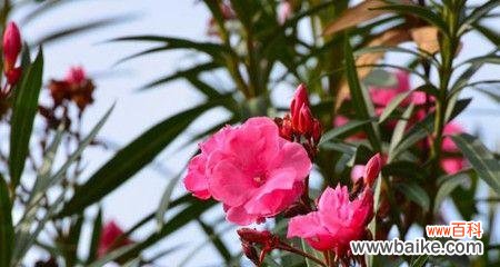 探秘夹竹桃花的神秘语言 夹竹桃花语的含义