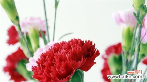 探寻康乃馨的历史文化内涵与象征意义 康乃馨的花语及寓意探析