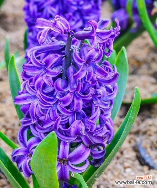 探秘紫色风信子花语的深刻含义 紫色风信子的花语