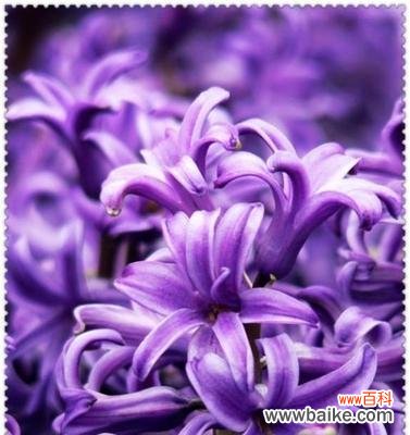 探秘紫色风信子花语的深刻含义 紫色风信子的花语