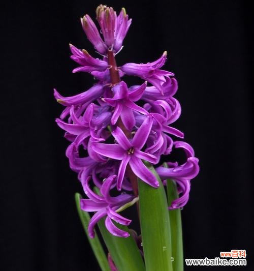 探秘紫色风信子花语的深刻含义 紫色风信子的花语