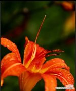 探究忘忧草的文化内涵与神秘能量 忘忧草——寻找内心平静的良药