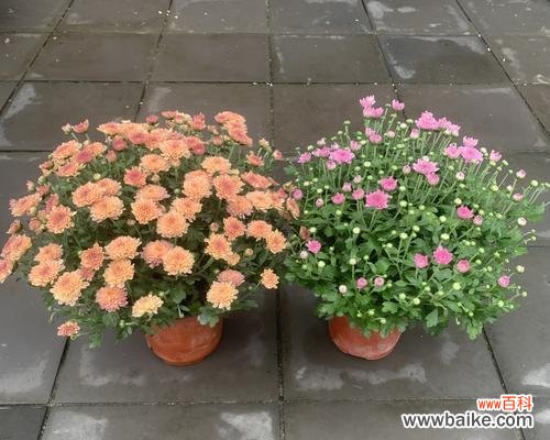 探究多年生草本植物在生态系统中的作用 多年生草本植物的代表意义