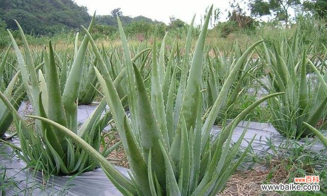 探究多年生草本植物在生态系统中的作用 多年生草本植物的代表意义