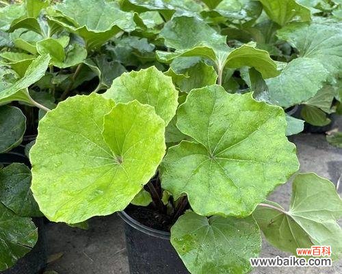 探究多年生草本植物在生态系统中的作用 多年生草本植物的代表意义