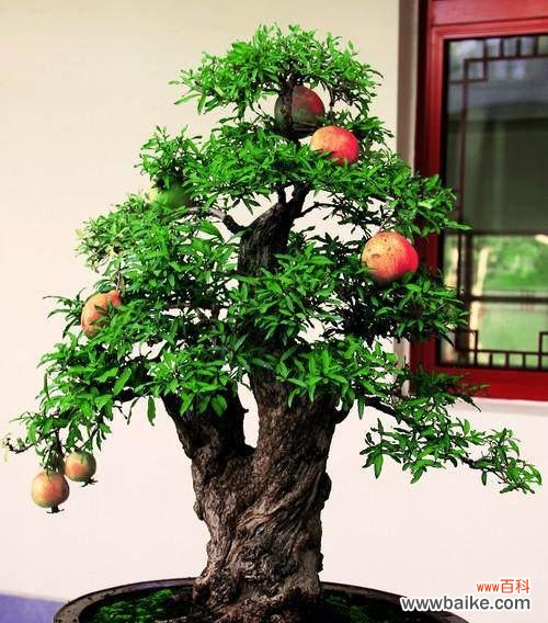 石榴在中国文化中的象征意义 石榴象征哪个生肖