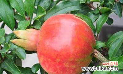 揭开石榴寓意的神秘面纱 石榴之美