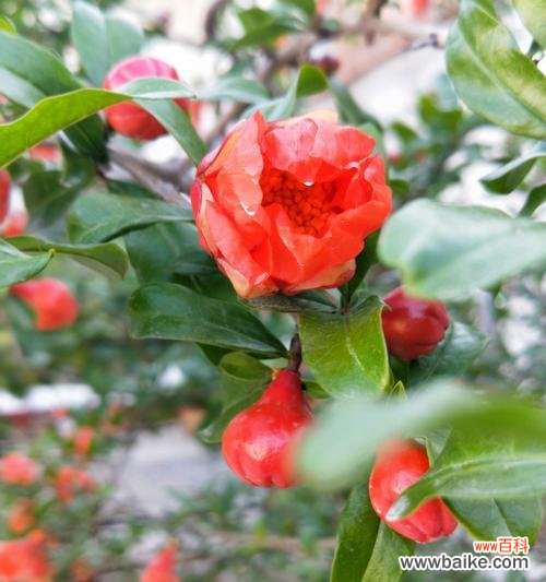 探寻石榴开花的时机与意义 石榴花的花语与寓意