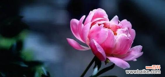 探寻芍药花的花语与代表意义 芍药花