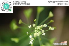 探索十字花科植物的独特之处 以十字花科代表植物的主要特征