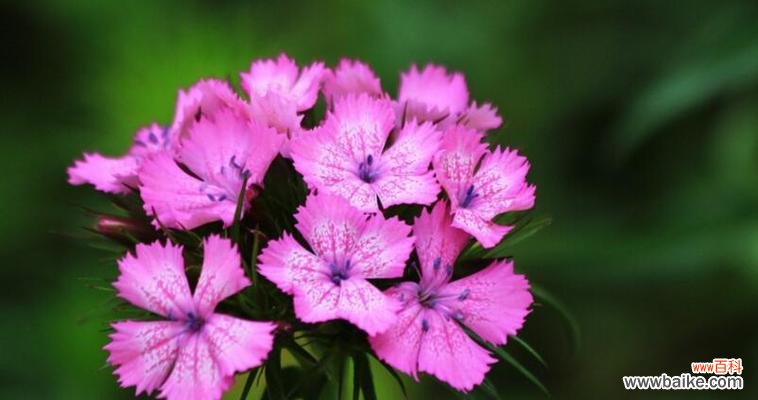 石竹科植物的分类和生态适应性 以石竹科代表植物的多样性及特点