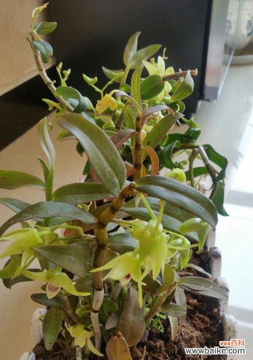 探寻石斛花开的美丽寓意及其象征意义 石斛开花的寓意与兆头