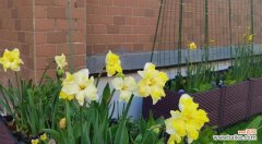 水仙梗是什么意思？网络用语背后的含义是什么？