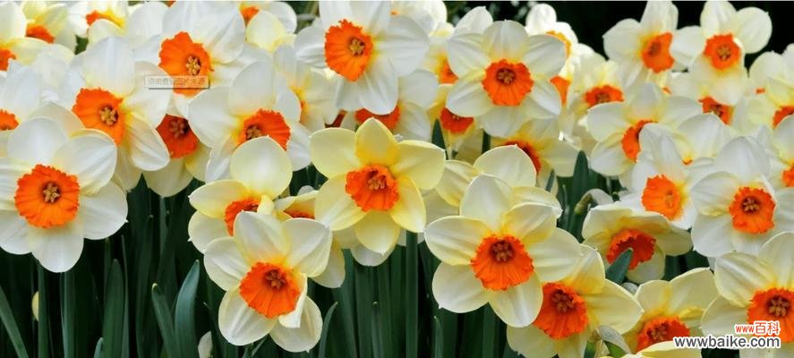 水仙花的花语是什么？它象征着什么含义？