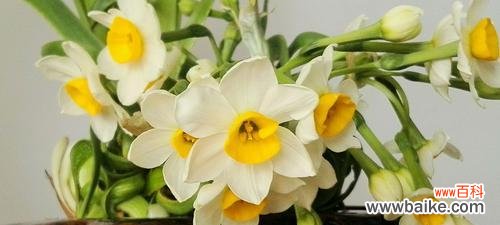 水仙梅花的寓意是什么？如何正确解读水仙梅花的象征意义？