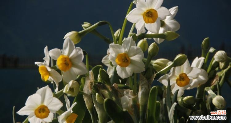 水仙梅花的寓意是什么？如何正确解读水仙梅花的象征意义？