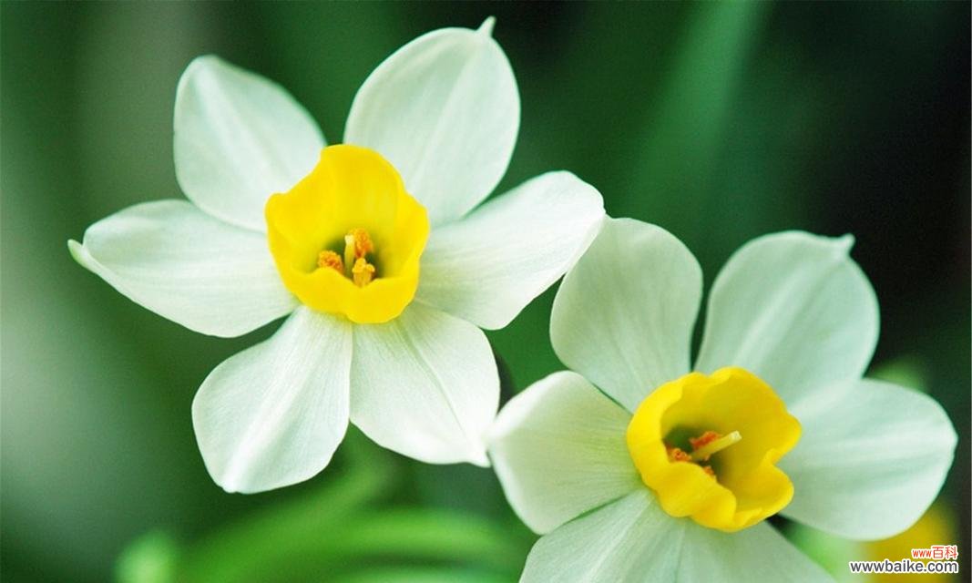 水仙花的寓意是什么?如何正确理解水仙的象征意义?