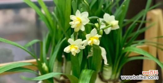 水仙花的寓意是什么?如何正确理解水仙的象征意义?