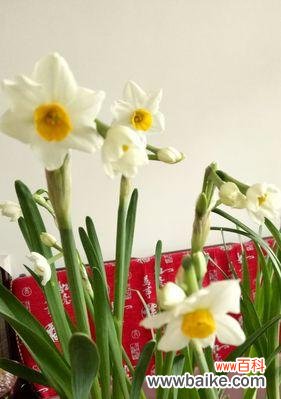 水仙花在日本的花语有哪些含义？