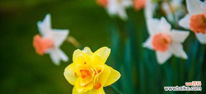 水仙花在日本的花语有哪些含义？