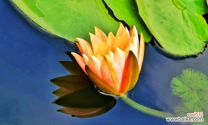 睡莲四字花语是什么？如何解读睡莲的花语含义？