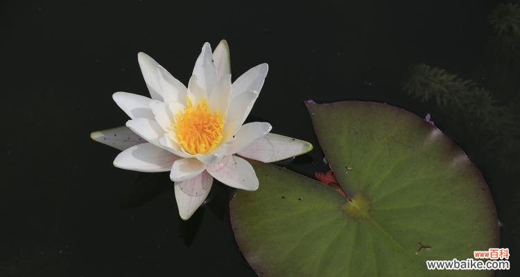 睡莲四字花语是什么？如何解读睡莲的花语含义？