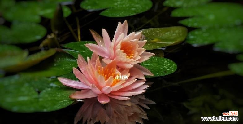 睡莲的象征意义是什么？为什么人们常将睡莲视为纯洁的象征？