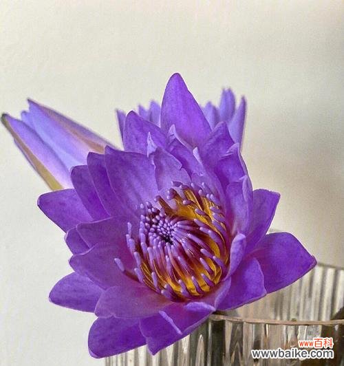 睡莲的象征意义是什么？为什么人们常将睡莲视为纯洁的象征？