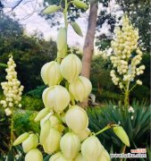 丝兰花语是什么？丝兰的寓意有哪些常见问题？