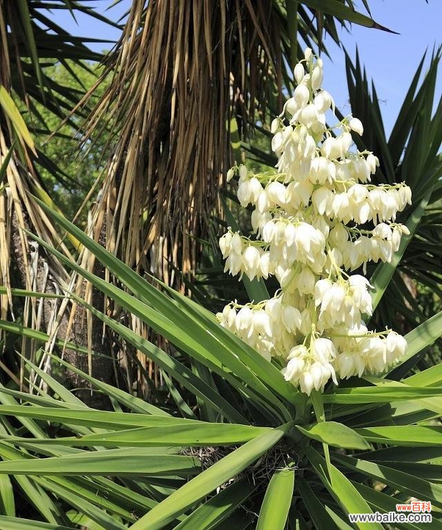 丝兰花语是什么？了解丝兰的象征意义和文化背景？