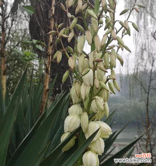 丝兰花语是什么？了解丝兰的象征意义和文化背景？