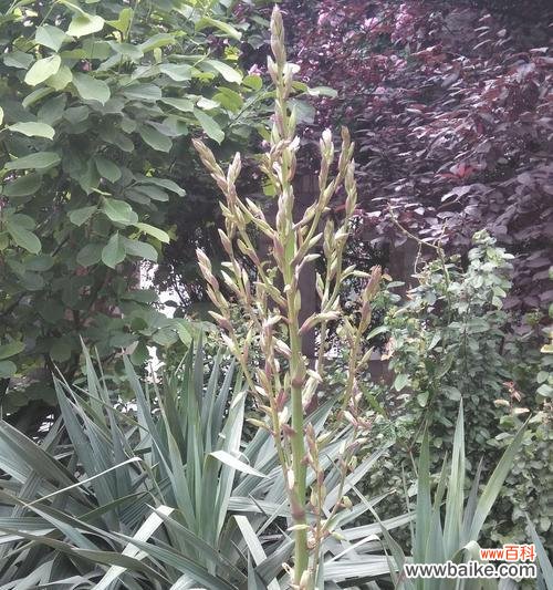 丝兰花语是什么？了解丝兰的象征意义和文化背景？