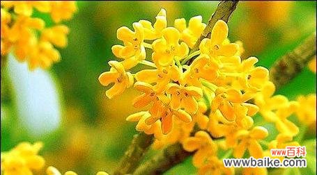 四季桂花的花语是什么？四季桂花的花语有哪些含义？