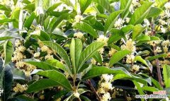 四季桂花的花语是什么？四季桂花的花语有哪些含义？