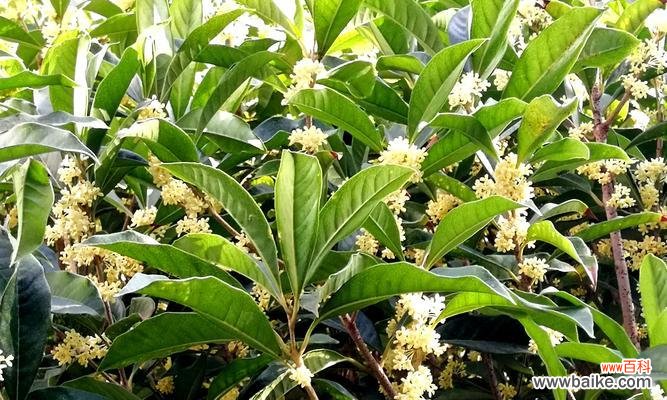 四季桂花的花语是什么？四季桂花的花语有哪些含义？