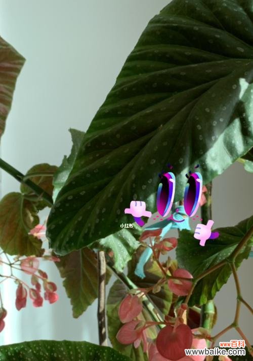 四季海棠花语有哪些含义？