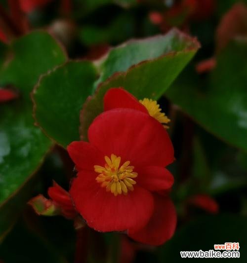 四季海棠花语是什么？如何养护四季海棠？