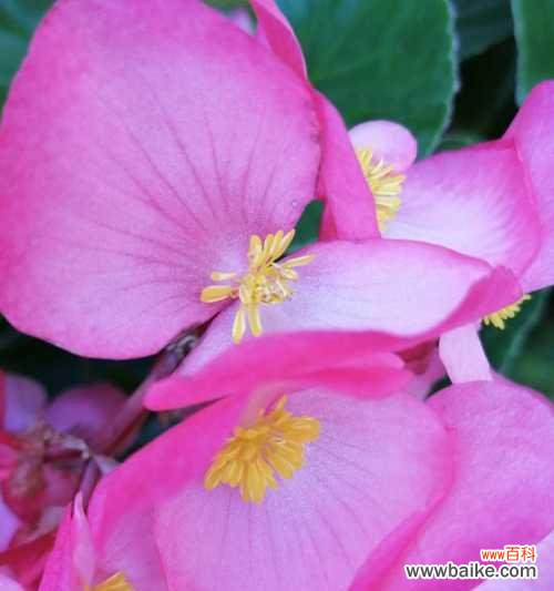 四季海棠花语是什么？如何养护四季海棠？